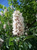 Aesculus californica