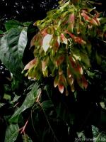 Ailanthus altissima