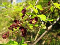 Akebia trifoliata
