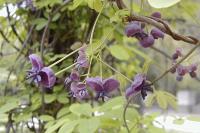 Akebia quinata