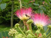 Albizia julibrissin 'Boubri'