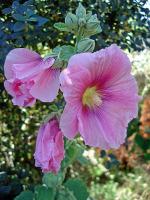 Alcea rosea