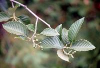 Alnus tenuifolia