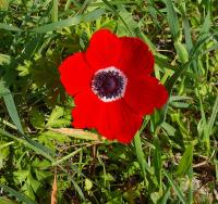 Anemone coronaria