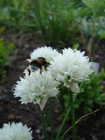 Allium schoenoprasum 'Album'