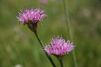 Allium validum