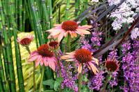 Echinacea purpurea 'Sundown'