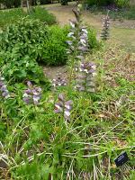 Acanthus hungaricus