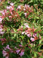 Abelia 'Edward Goucher'