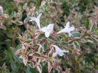 Abelia 'Conti'