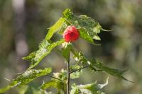 Abutilon pictum 'Thompsonii'