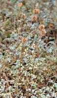 Acaena argentea