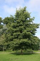 Alnus spaethii
