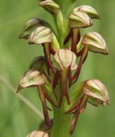 Aceras anthropophorum
