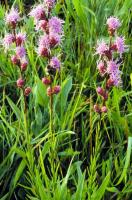 Liatris aspera