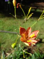 Belamcanda chinensis