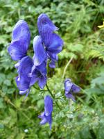 Aconitum firmum