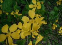 Kerria japonica