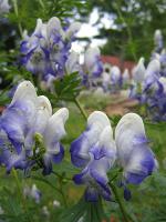 Aconitum cammarum 'Bicolor'