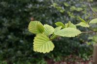Alnus hirsuta