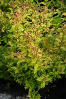 Spiraea japonica 'Goldflame'
