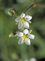 Spergula arvensis