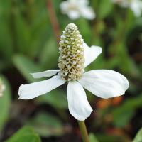 Anemopsis californica