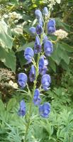 Aconitum carmichaelii