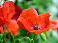 Papaver rhoeas