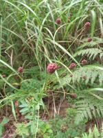 Sanguisorba officinalis