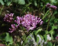 Adenostyles alpina