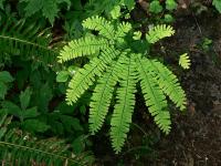Adiantum pedatum 'Aleuticum'