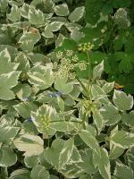 Aegopodium podagraria 'Variegatum'