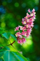 Aesculus carnea