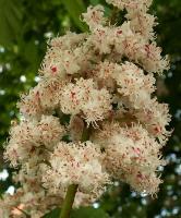 Aesculus hippocastanum 'Baumannii'