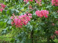 Aesculus carnea 'Briotii'
