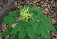 Aesculus sylvatica
