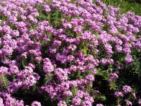 Aethionema armenum 'Warley Rose'