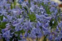 Agapanthus 'Sarah'