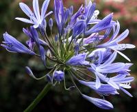 Agapanthus africanus