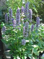 Agastache anisata