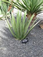Agave palmeri