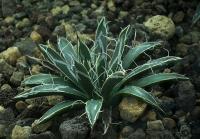 Agave toumeyana