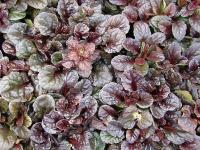 Ajuga reptans 'Mahogany'