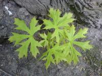 Acer platanoides 'Palmatifidum'