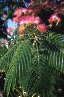 Albizia julibrissin 'Rosea'