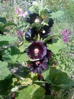 Alcea rosea 'Nigra'