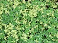 Alchemilla alpina