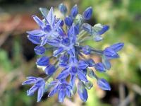 Allium caeruleum