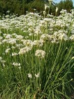 Allium tuberosum